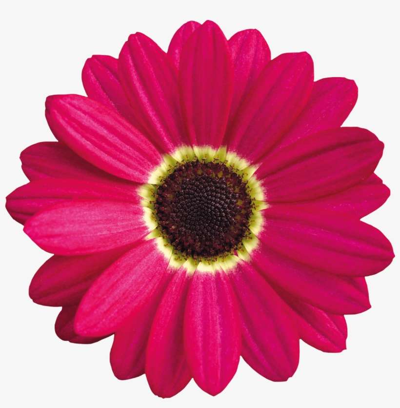 Click - Dairy Flower Png, transparent png download