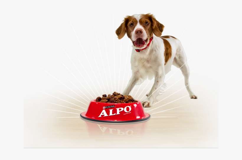 Happy Starts Here With Alpo® Wet Dog Food Dog Too Excited For Food