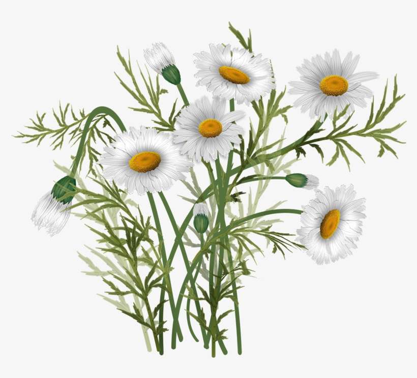 Bouquet Vector Daisies Oxeye Daisy PNG Image Transparent PNG Free Download on SeekPNG