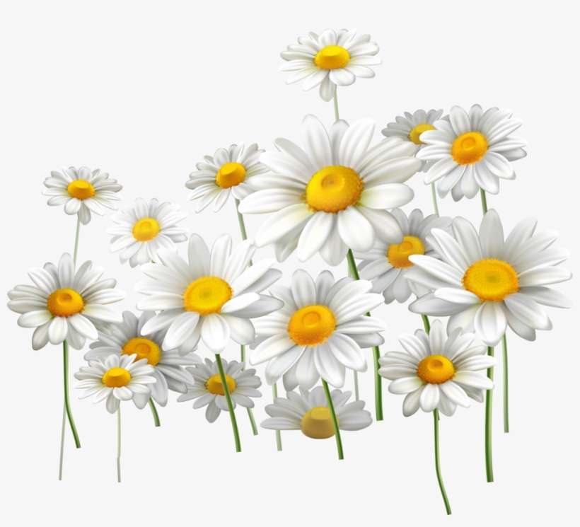 Oxeye Daisy, transparent png download
