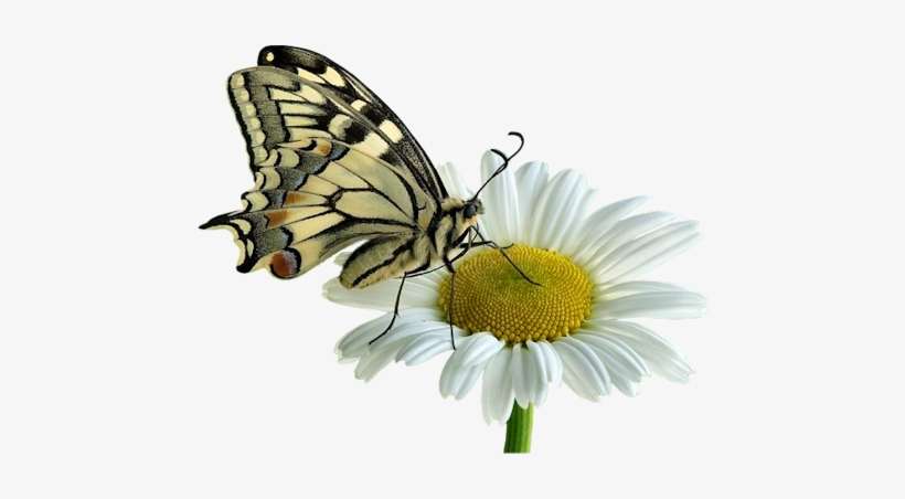 Btfly On White Daisy - Common Daisy, transparent png download