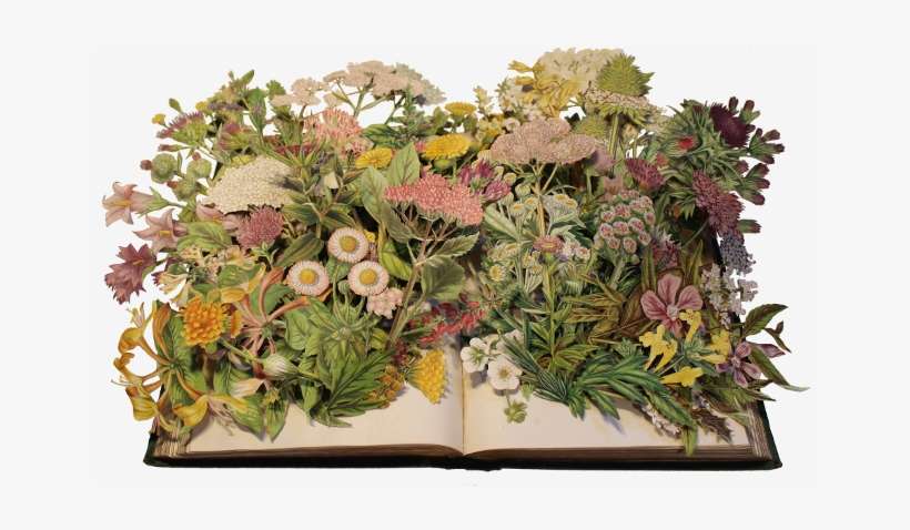 Flowering Plants Of Great Britain - Collage, transparent png download