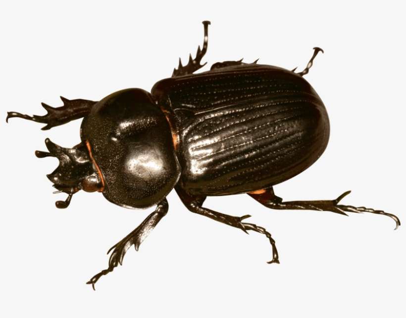 Free Png Beetle Bug Png Images Transparent - Beetle Bug Png, transparent png download