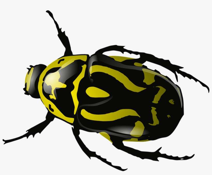 Vector Beetle - Clip Art Beetle, transparent png download