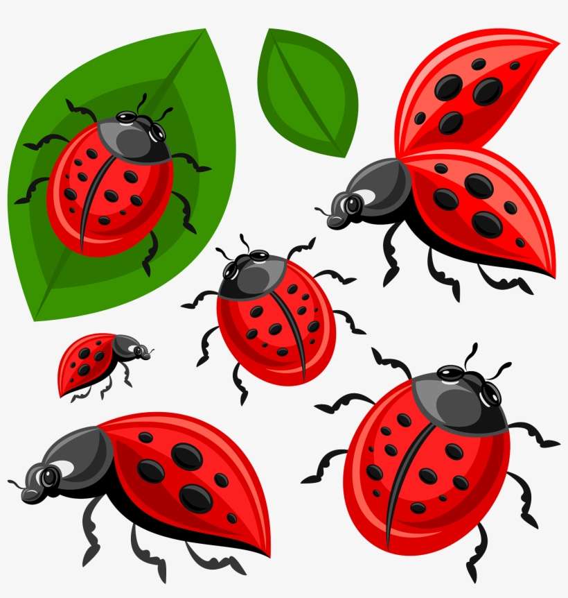 Ladybird Beetle Clip Art Ladybug Transprent Png - Ladybird Beetle, transparent png download
