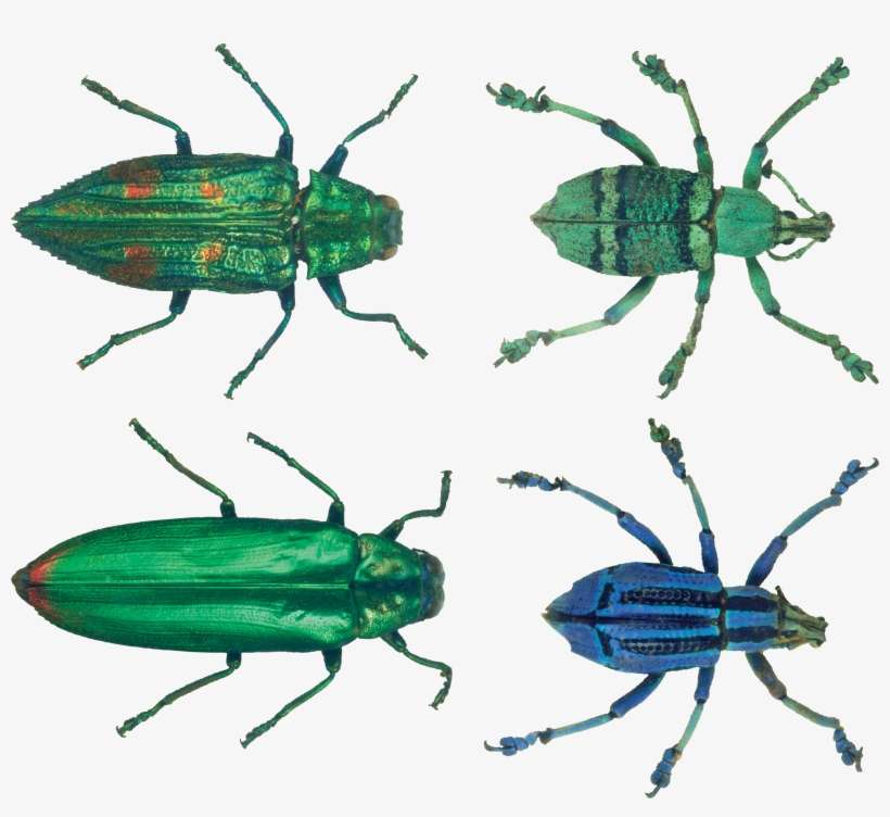 Bugs Png Clipart - Insect, transparent png download