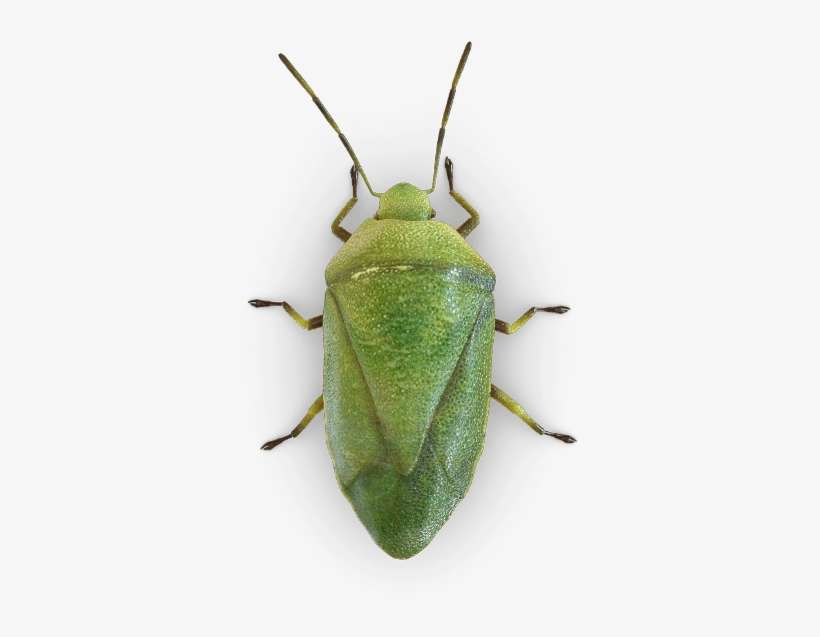 Kissing Bug Png Picture - Chinche Verde Png, transparent png download