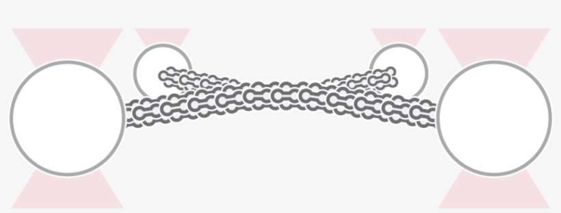 C Trap Filament Filament Interactions - Chain, transparent png download
