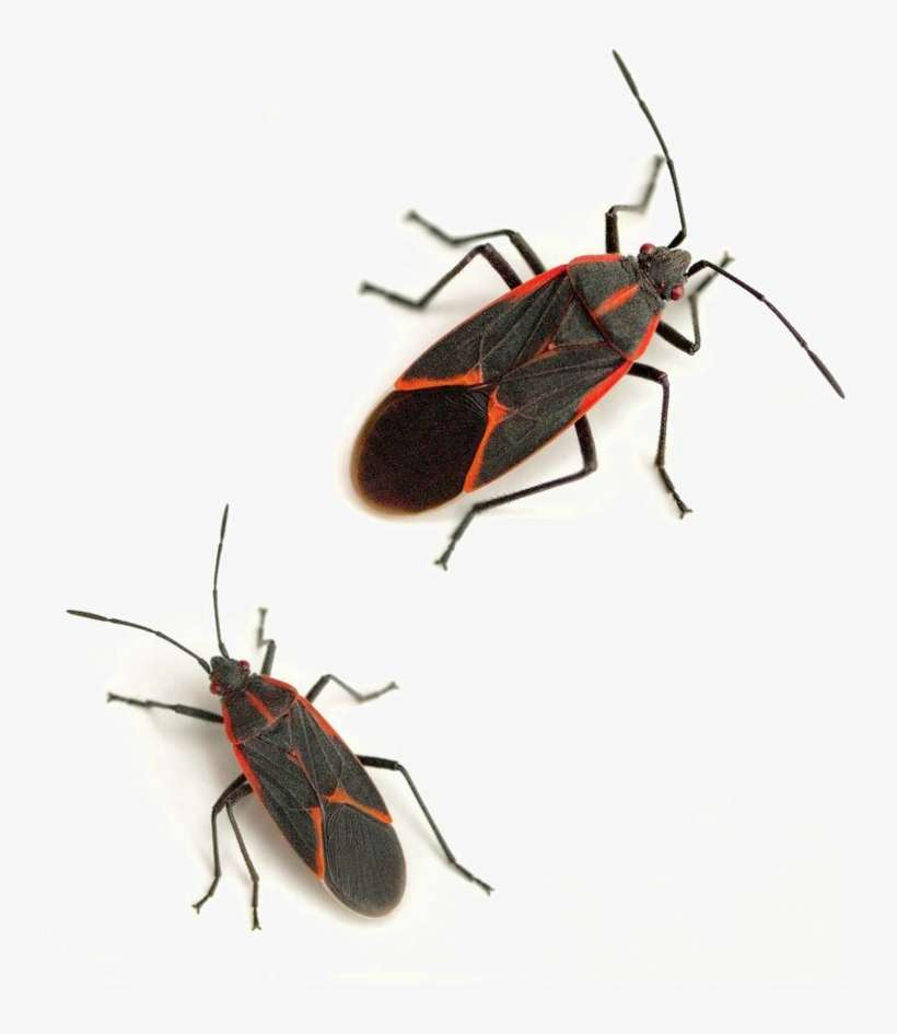 Boxelder Bug Png Image Background - Common Insects, transparent png download