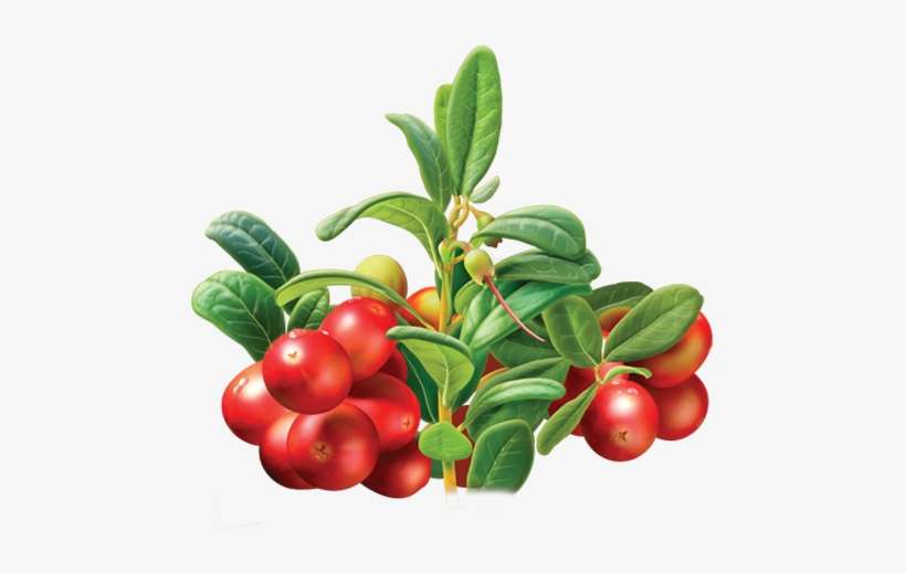 Native To North America, The Hardy And Tangy-tasting - Alvita Tea Organic Cranberry Herbal Tea Bags, 24 Count, transparent png download