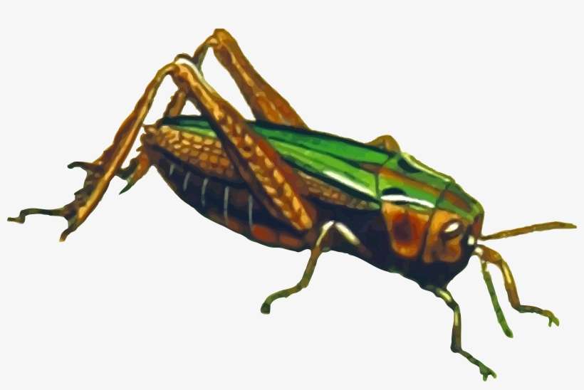 Grasshopper Png File - Grasshopper .png, transparent png download