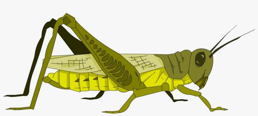 Clip Art Transparent Stock Garden Detective Explore - Clip Art, transparent png download