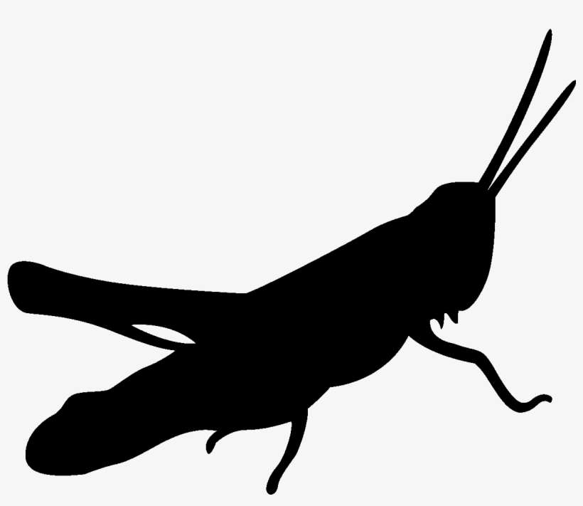Picture Transparent Stock Silhouette Pencil And In - Grasshopper Silhouette Black White, transparent png download
