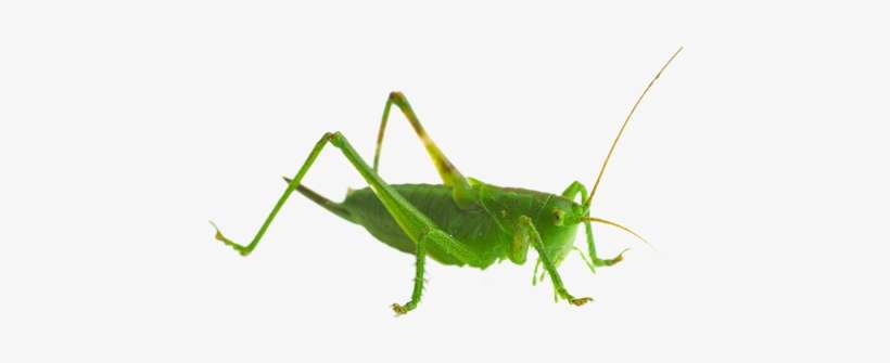 Grasshopper - Sprinkhaan Vs Krekel, transparent png download