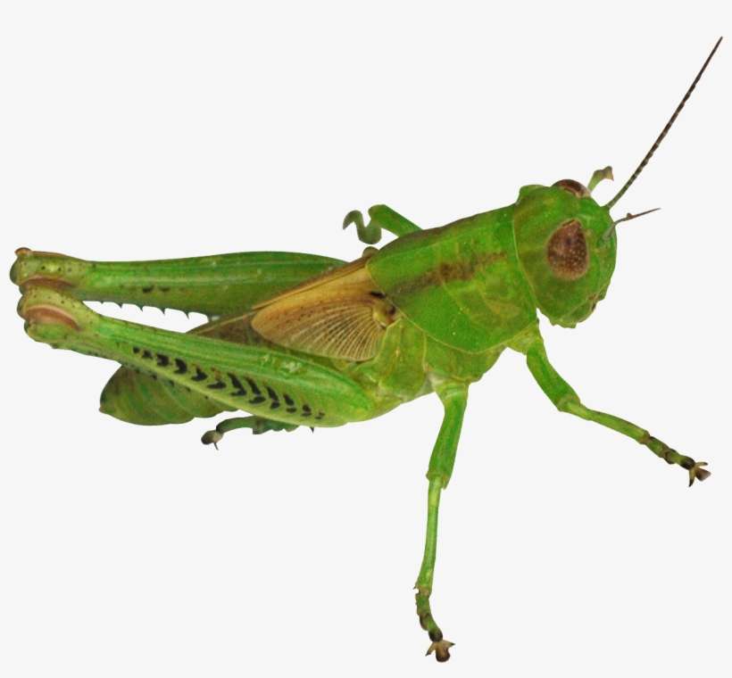 Grasshopper Transparent Background, transparent png download