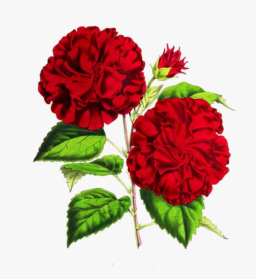 Scrapbooking Hisbiscus Flower - Garden Roses, transparent png download