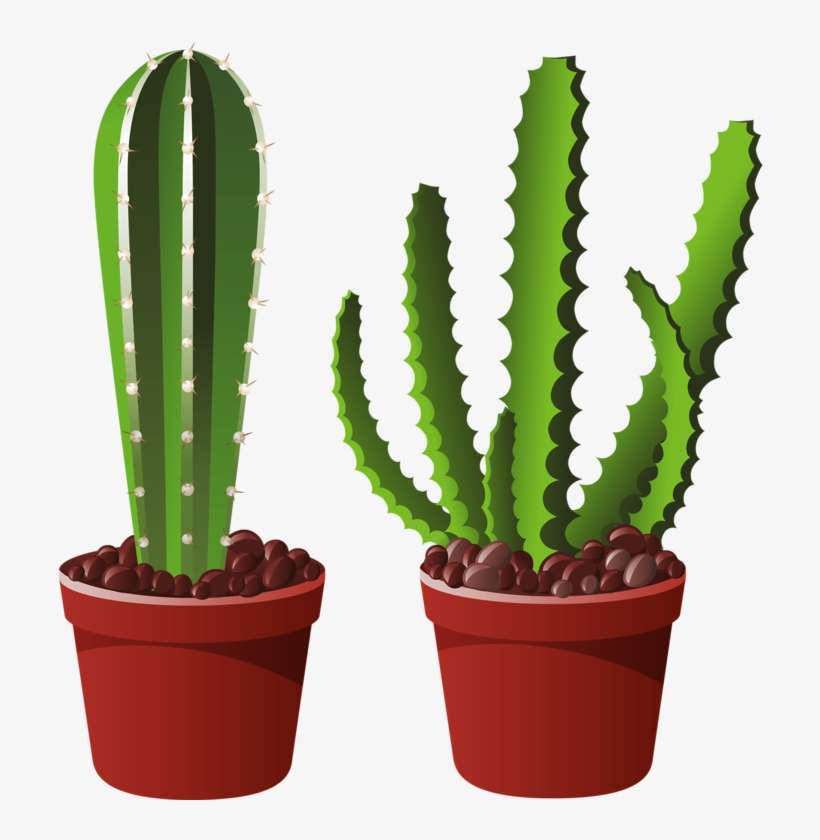 Picture 5 - - ต้น กระบองเพชร Png, transparent png download