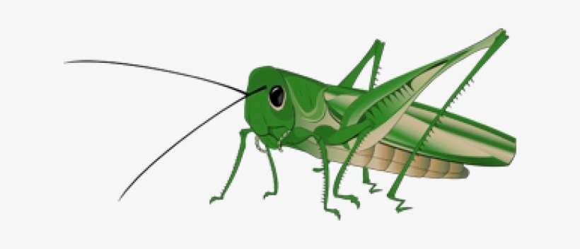 Graphic Royalty Free Download Cricket Insect At Getdrawings - Grasshopper Png, transparent png download