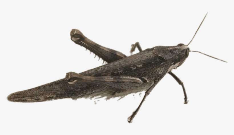 Bird Grasshopper - Grasshopper, transparent png download