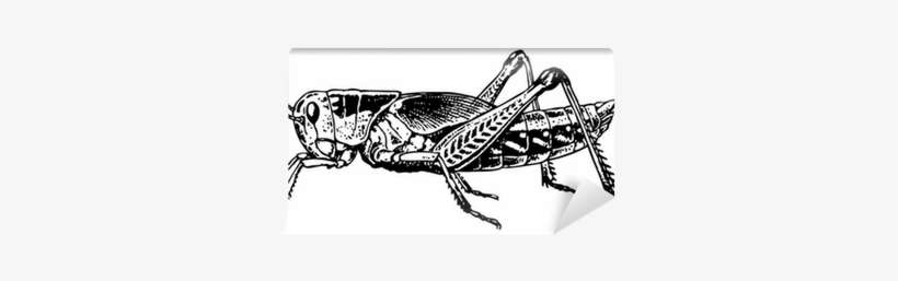 Grasshopper Wall Mural - Shutterstock, transparent png download