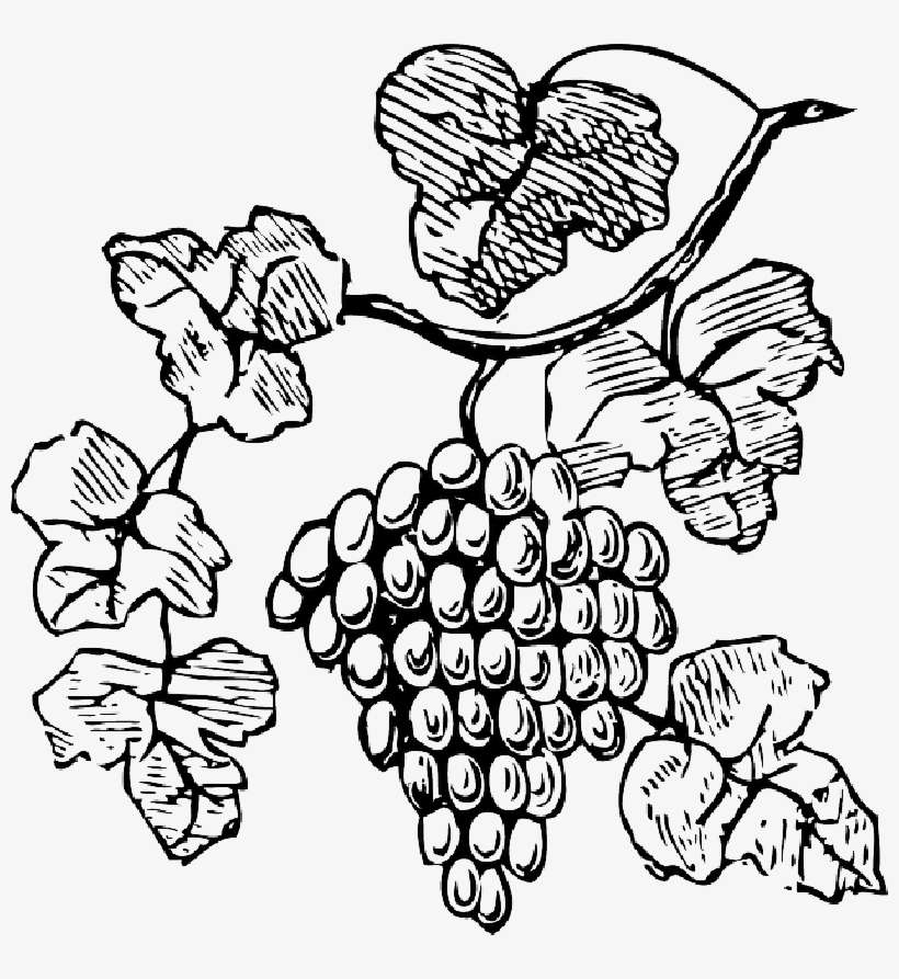 Grape Drawing At Getdrawings - Grapes Clipart, transparent png download