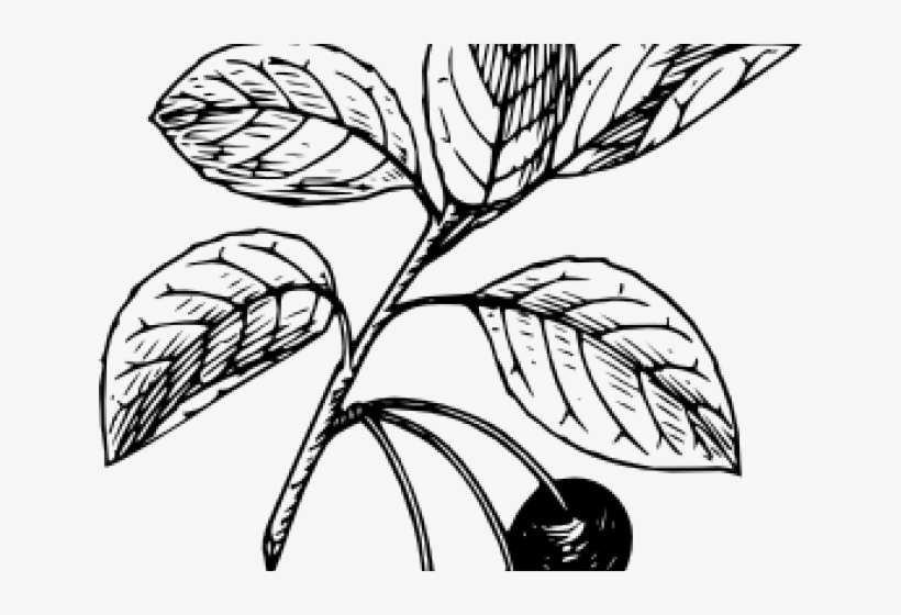Cranberry Clipart Black And White - Cherry Clip Art, transparent png download