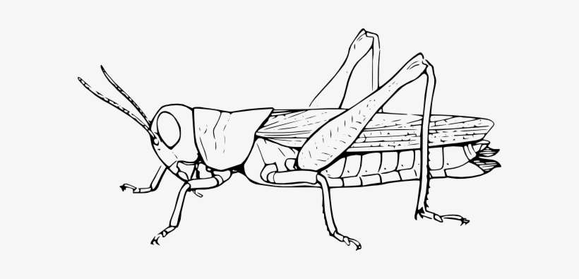 Download Svg Black And White Black And White Clipart Jpg Clip Grasshopper Black And White Png Image Transparent Png Free Download On Seekpng