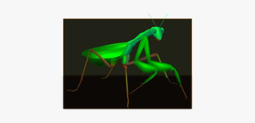 Mantis Grasshopper Insect Pest Cricket Wireless - Grasshopper, transparent png download