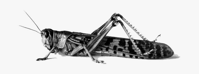 Halal Insects In Islam, transparent png download