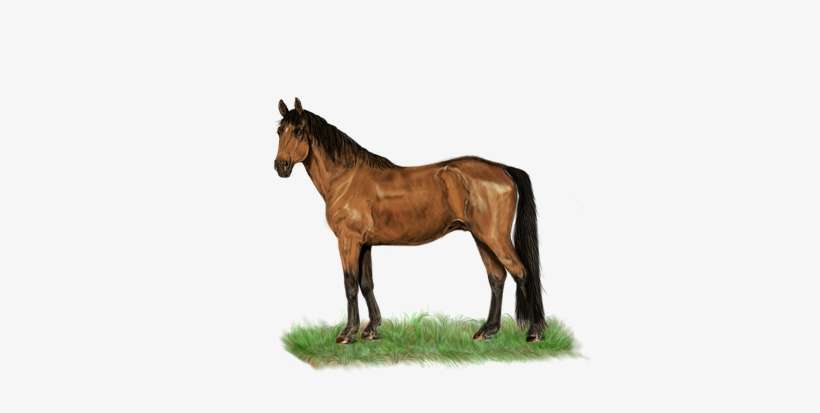 Horse Standing Digital Painting Digital Ar - Mbah Sgp 27 08 2018, transparent png download