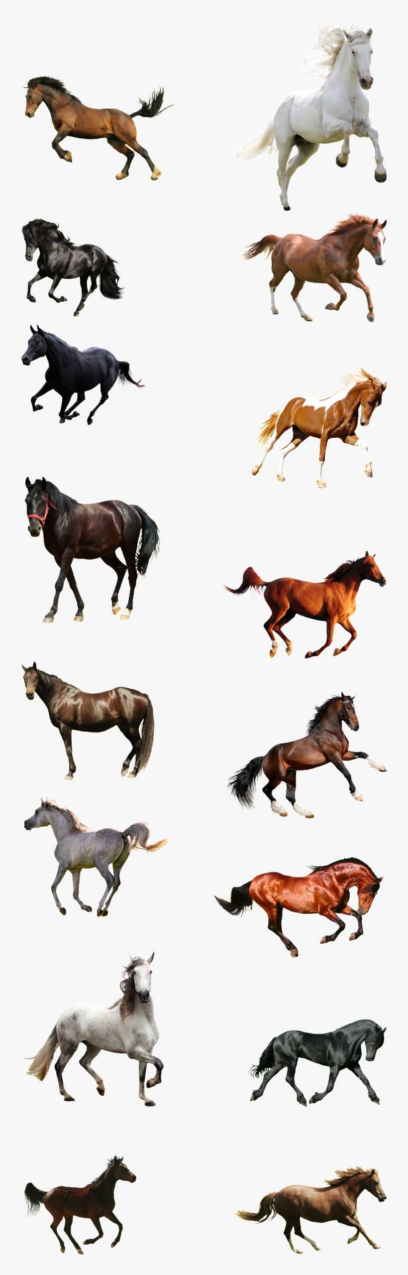 Horse, transparent png download