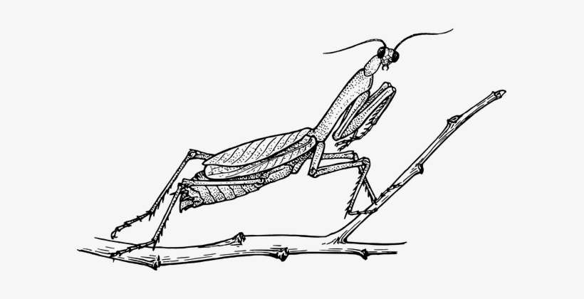 Mantis Praying Mantis Animal Biology Entom - Praying Mantis Black And White, transparent png download