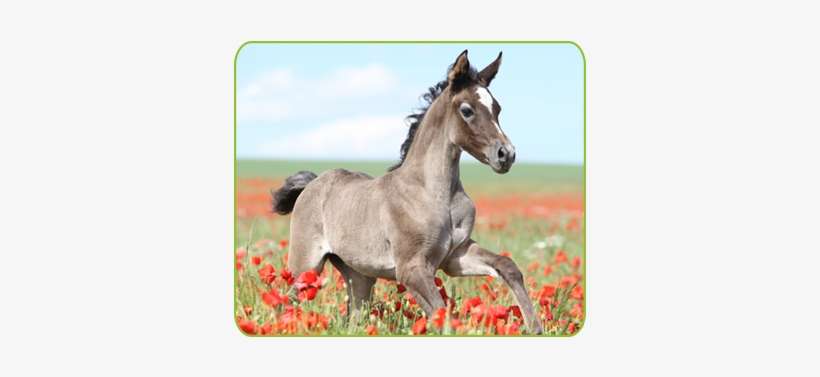 Breeding And Your Horse - Poppy, transparent png download