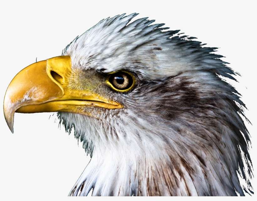 Ave-sinfondo - Bald Eagle Throw Blanket, transparent png download