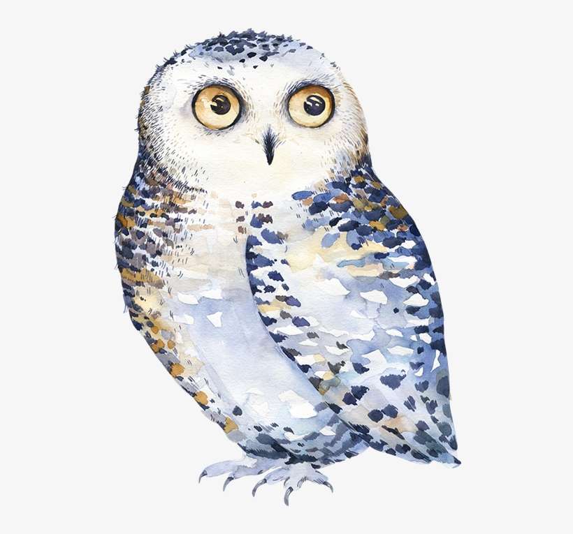 Children's Door Hanger - Watercolor Owl Clipart, transparent png download
