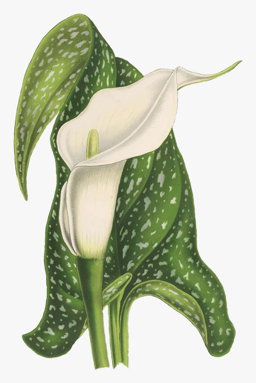 Calla Flower Drawing - Bloom Flower Vintage Png, transparent png download