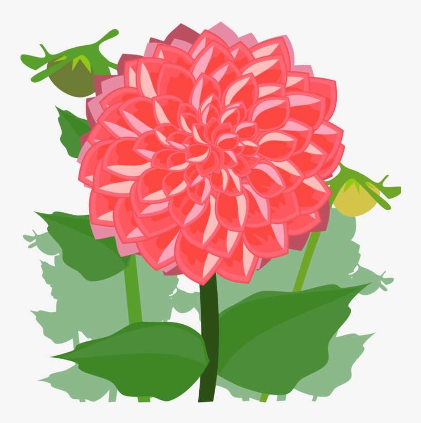 Dahlia Cut Flowers Drawing Daisy Family - Dahlia Clipart, transparent png download