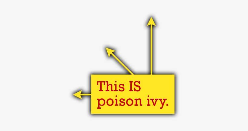 But This Oak Tree Has A Poison Ivy Vine Climbing Up - Quiz, transparent png download