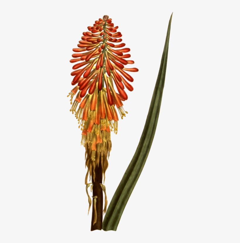 Red Hot Poker Aloes Plant Stem - Clip Art, transparent png download