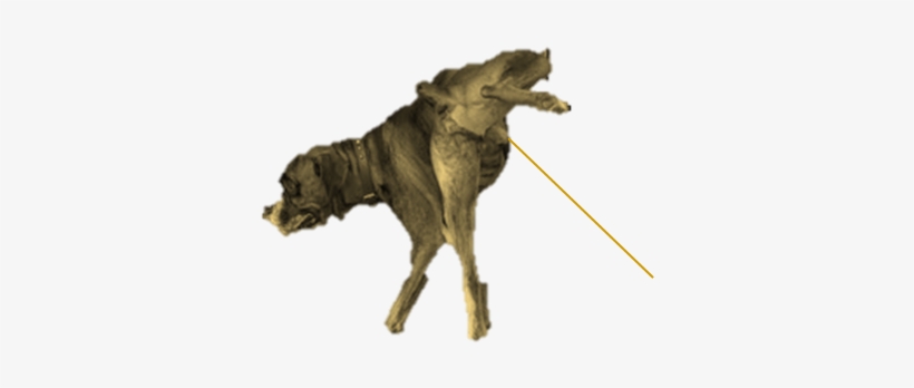 Peeing Boxer Dog With Testicles, Penis And Urine-stream, transparent png download