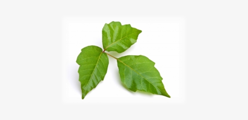 Poison Ivy And Plant Stem Cell - Herbe À La Puce, transparent png download
