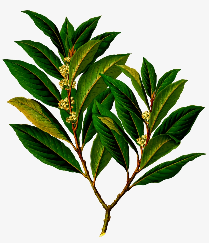 Freetoedit Png Lavender Flowers With A Transparent - Bay Laurel, transparent png download