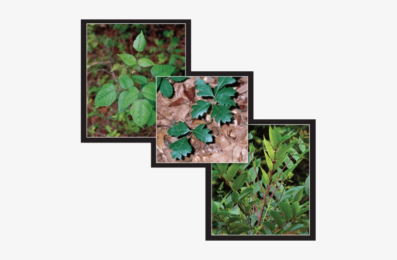 This Image Is Made Up Of Three Seperate Photos - Poison Sumac, transparent png download