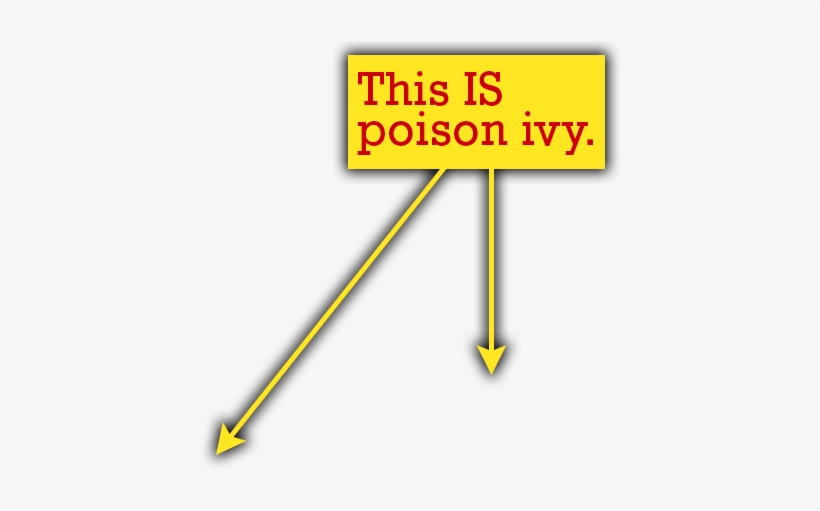 The Poison Ivy Does Not Have The Symmetry Of The Other - Quiz, transparent png download