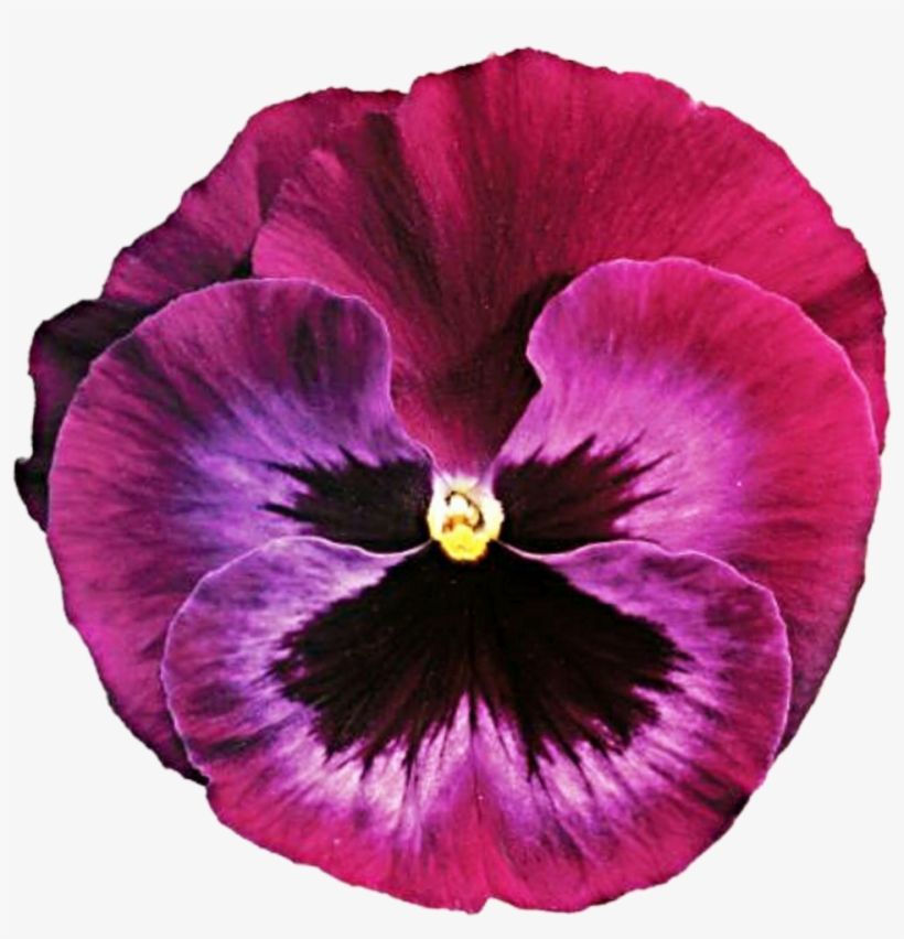 Pink Clipart Pansy - Pansy, transparent png download