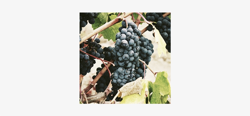 Small Thumb Sq V11 - Never A Bridesmaid, Always A Bride, transparent png download