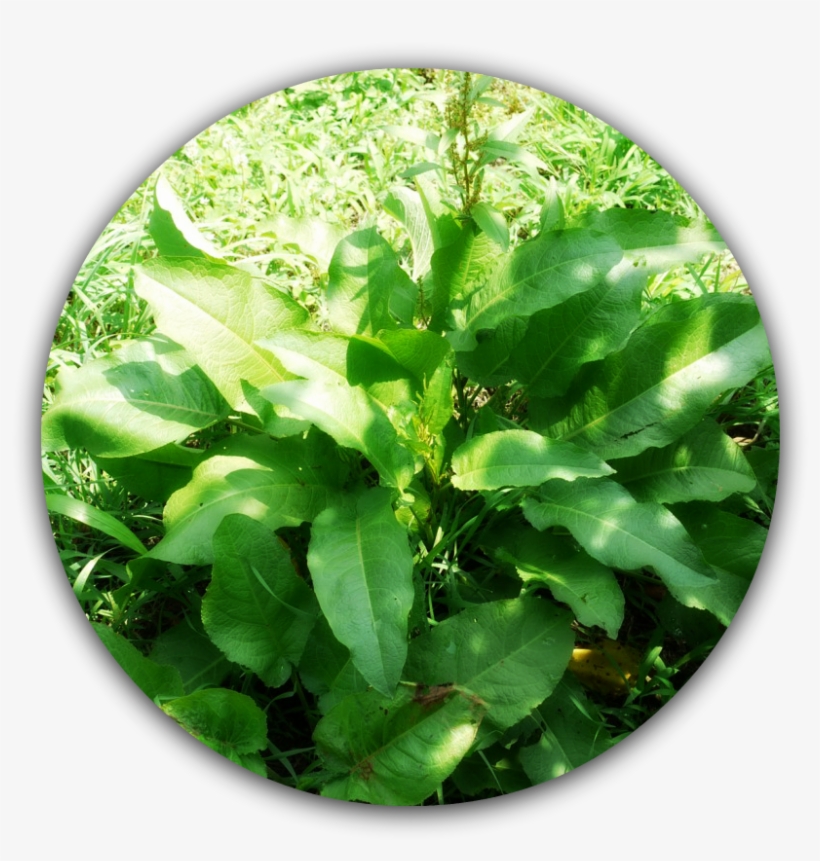 Dock - Plante Qui Pousse Dans Les Champs, transparent png download