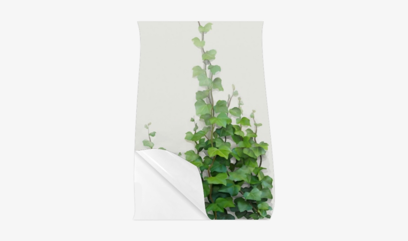 Watercolor Vines, Climbing Plant Zoom Poster 23*36 - Creeper Plants And Paintings, transparent png download