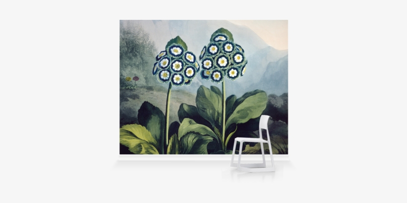 Zoom - Golden Age Of Flowers: Botanical Illustration, transparent png download