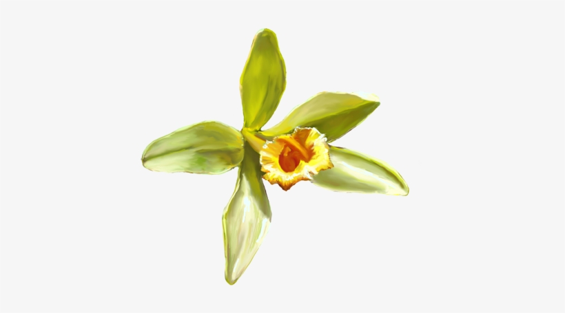 Oo Vanilla Planifolia Blossom - Vanilla Planifolia Flower, transparent png download